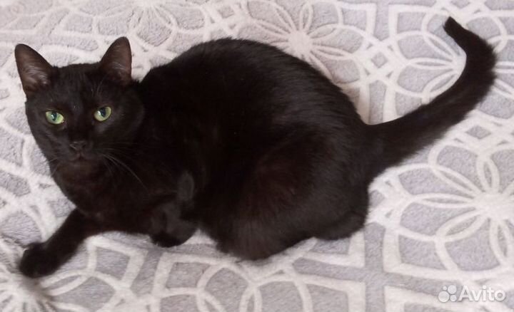 Кошка в добрые руки