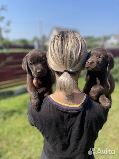 Щенки лабрадора