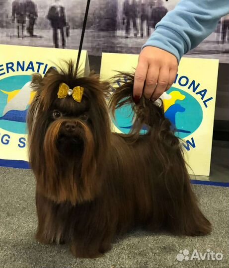 Шоколадный йорк щенок