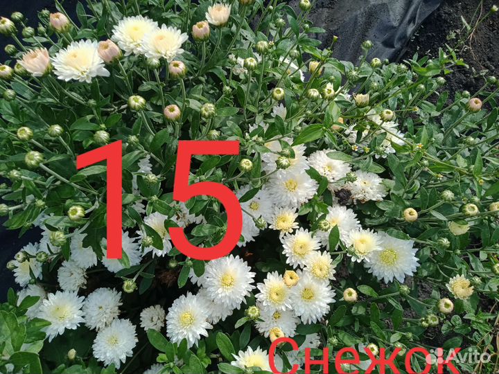 Заказ черенков хризантемы
