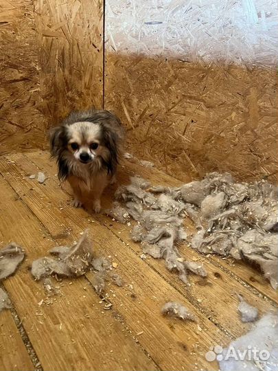 Собаки бесплатно в добрые руки