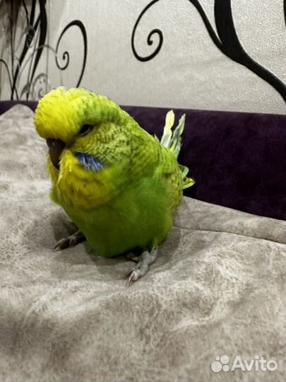 Птенцы выставочного волнистого попугая (ввп, чех)