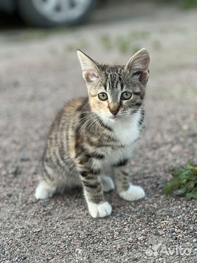 Котенок беспатно в дар