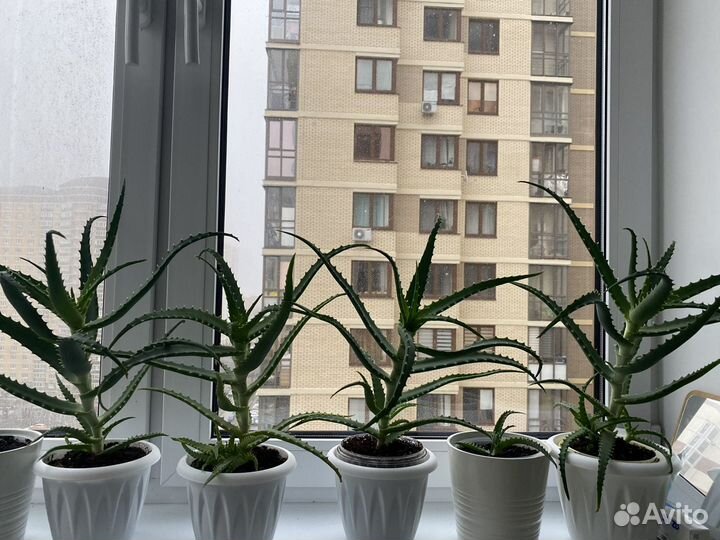 Алоэ цветок дерево рассада куст