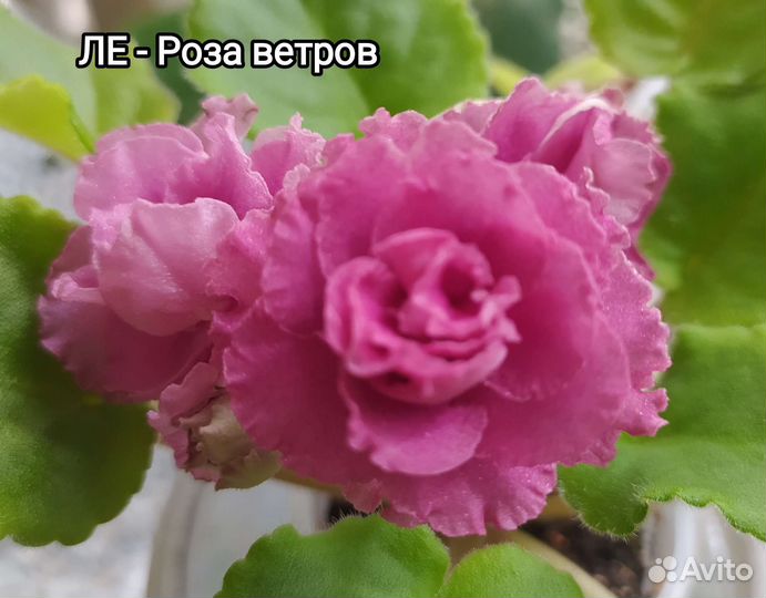 Фиалки сортовые