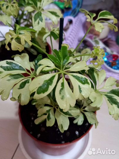 Комнатные цветы