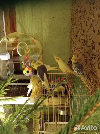 Попугай корелла