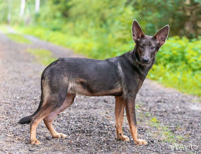 Щенок мальчик 7 месяцев
