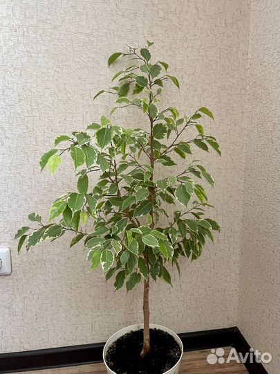 Комнатные растения