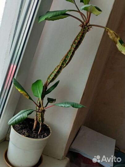 Комнатные цветы бесплатно