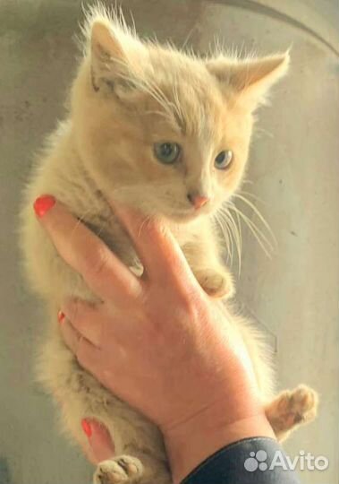 Маленький солнечный котенок (котик) ищет дом