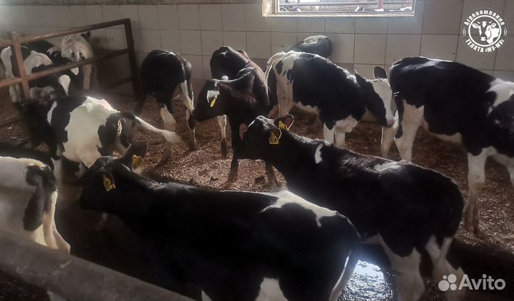 Телята бычки