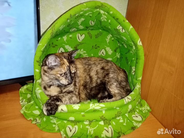 Фрося, стерилизована, привита