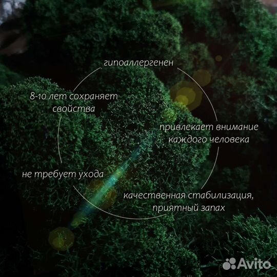 Фитокартина, стена из мха, ягель