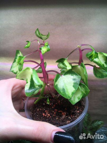 Комнатные растения