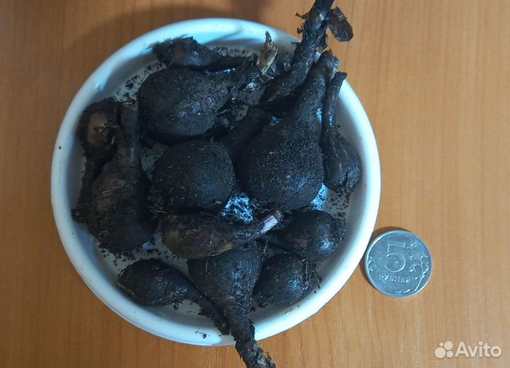 Луковицы зефирантеса