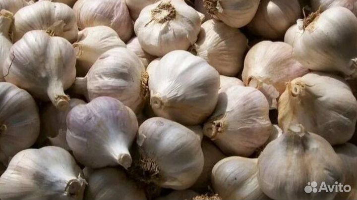 Чеснок