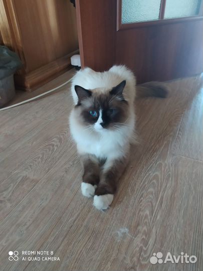 Продаю котят ragdoll