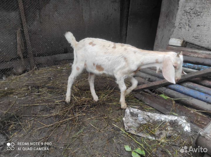 Нубийские козочка