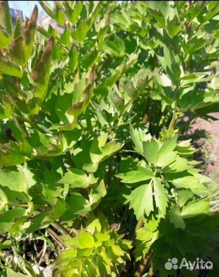 Розмарин, тархун, мелисса, орегано и др