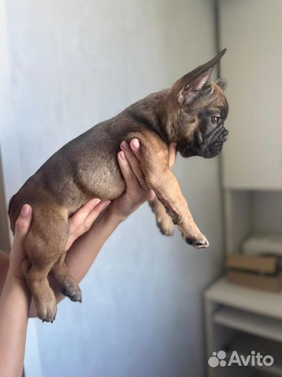 Щенки французского бульдог