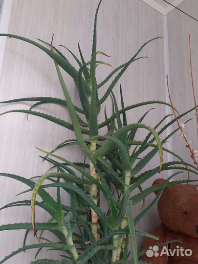 Алоэ лечебный