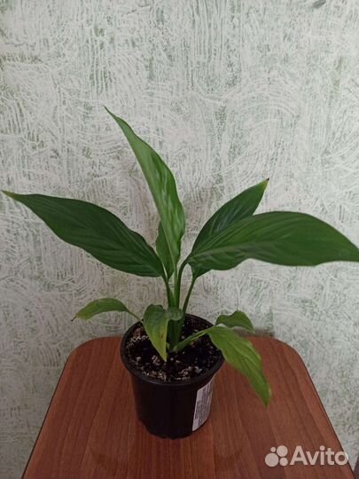 Женское счастье