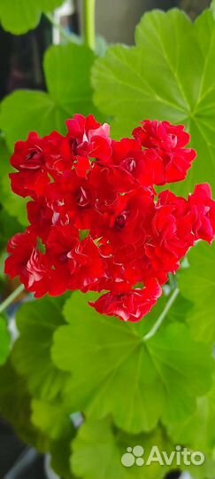 Пеларгония герань сортовая