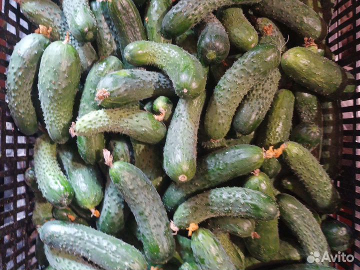 Огурцы свежие сорт severin