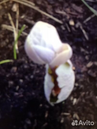 Сангвинария канадская махровая