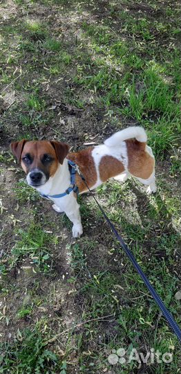 Вязка Джек Рассел Терьер