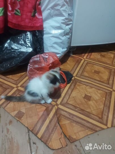 Кошечка в добрые руки
