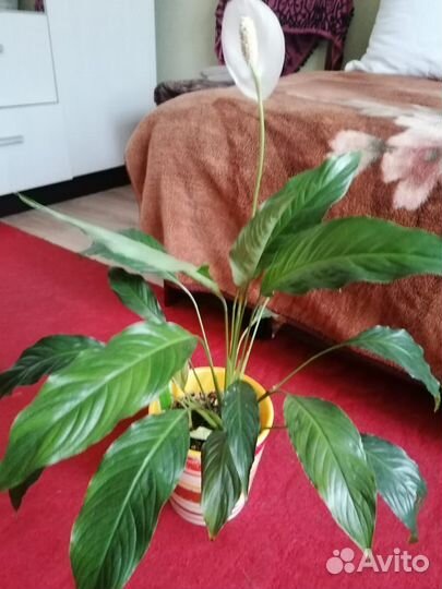 Спатифиллум женское счастье)