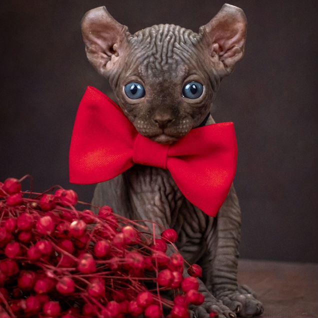 Эльф котёнок