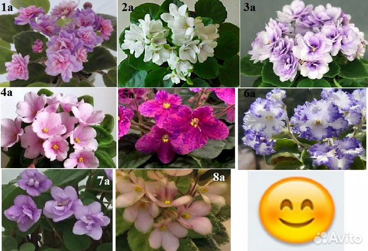 Фиалки сортовые