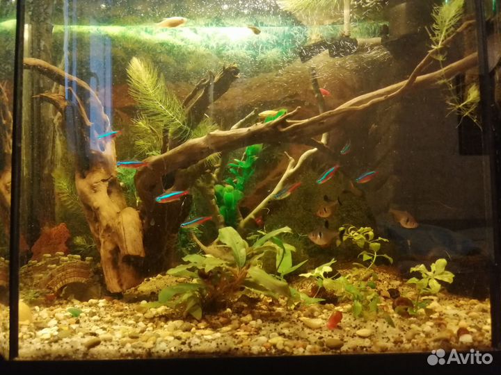 Аквариум 60л