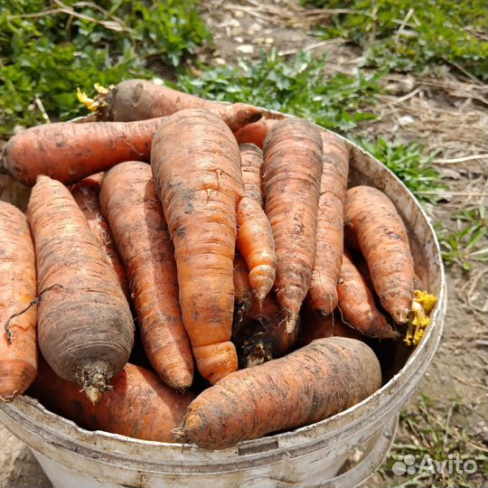 Морковь домашняя