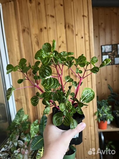 Ирезине Хербста