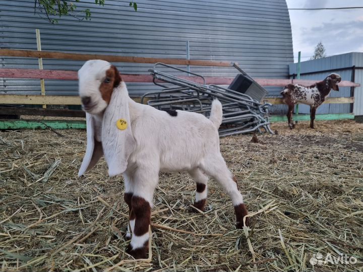 Козлик гулаби 50