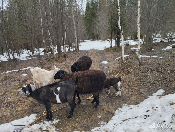 Дойные козы, Нубийские, козлята, овца баран курдюк