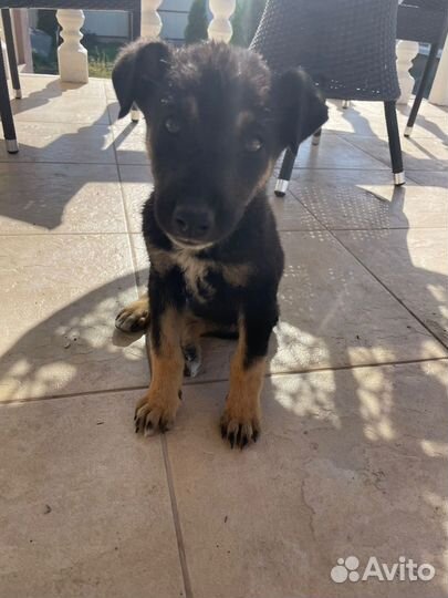 Щенок мальчик