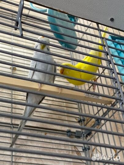 Волнистые попугаи пара