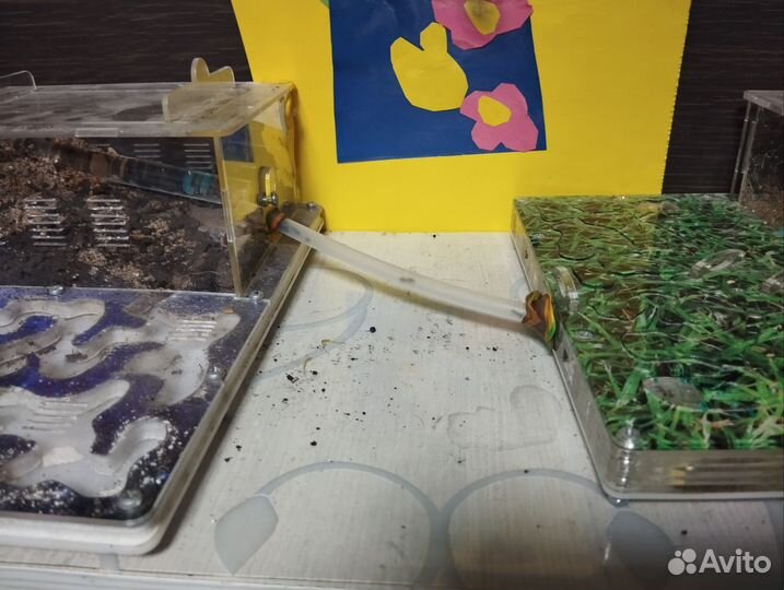 Муравьиная ферма с муравьями