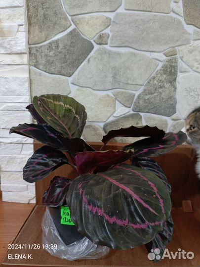 Орхидеи калатеи и другие растения