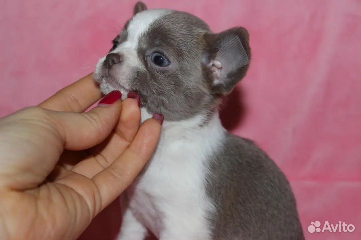 Щенок Чихухуа Девочка стандарт