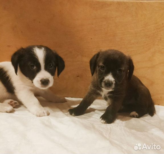 Почти Джек Рассел