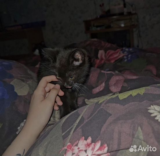 Черный котенок