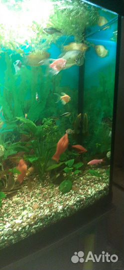 Украшение для аквариума