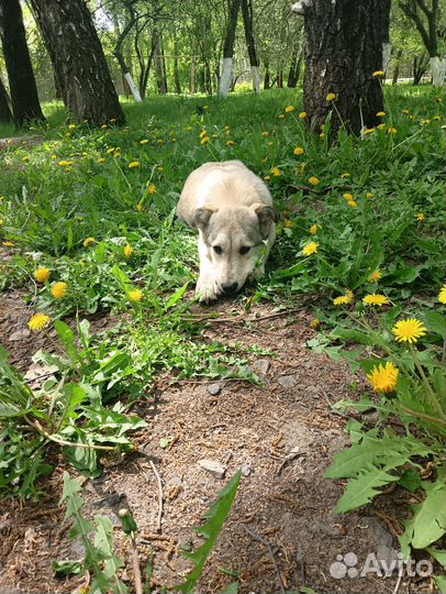 Девочка ищет дом