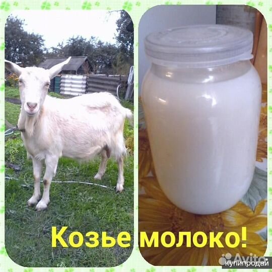 Молоко козье